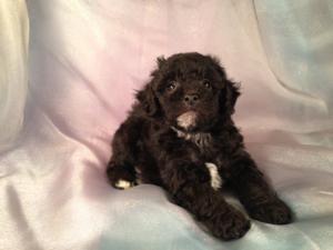 Male Black and white Bichon Poodle Puppies for sale Born April 5th 2013|Bichon poodle Breeders in Illinois and Wisconsin are welcome buyers at Purebredpups! 3